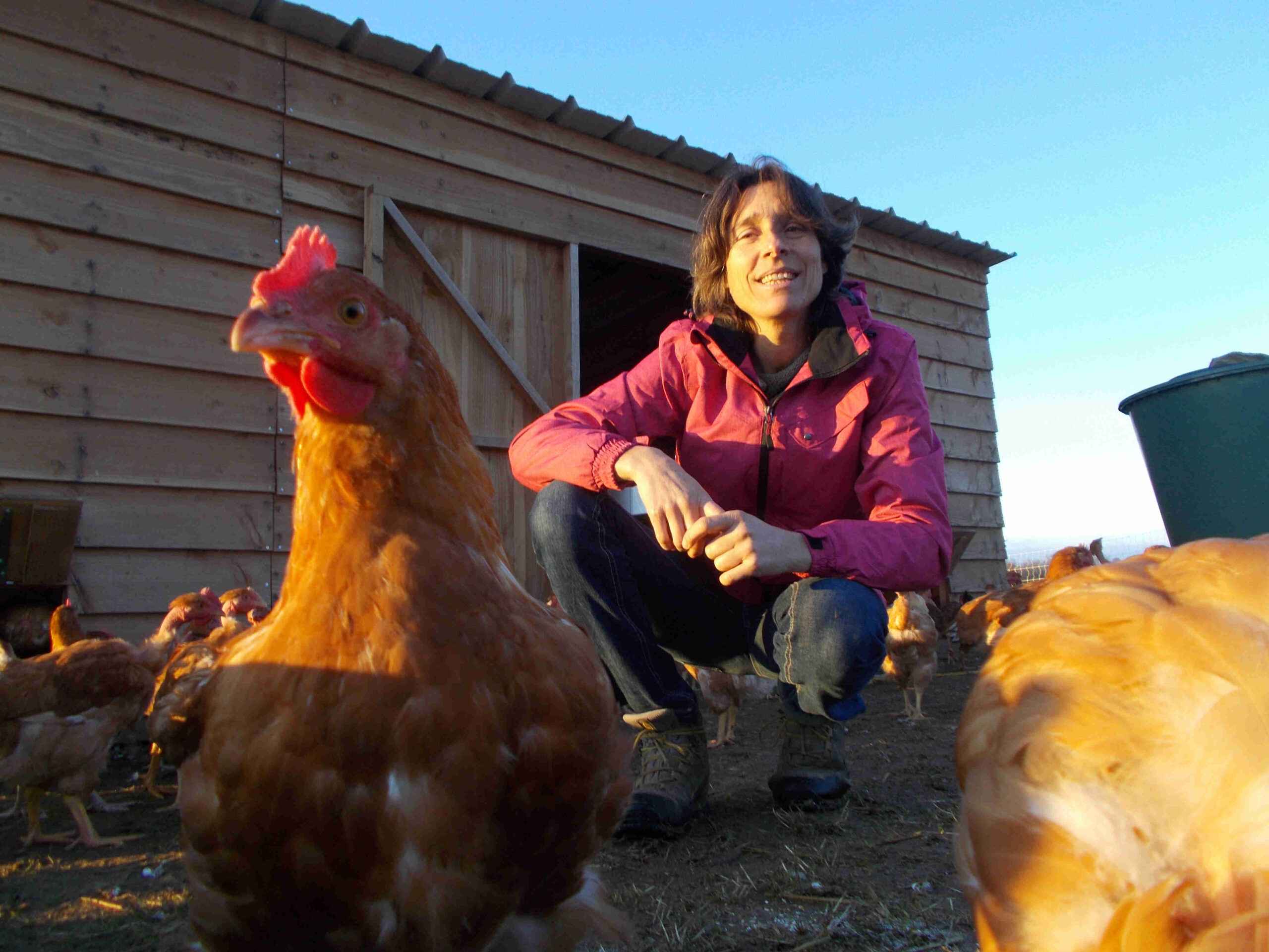 Les Poulets et Pintades d&rsquo;Hélène